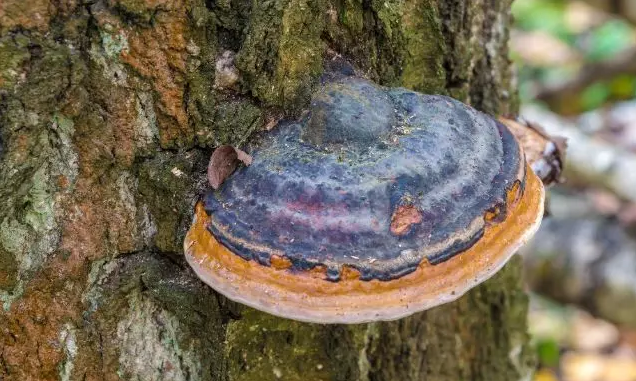 圖片關鍵詞 圖片關鍵詞