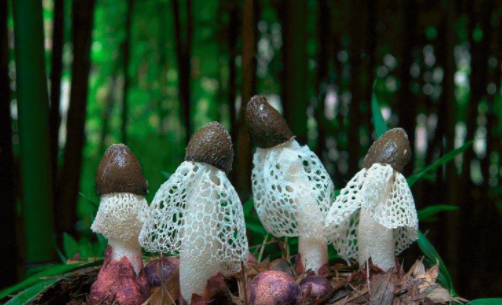 圖片關鍵詞 http://www.51its.com.cn/ewebeditor/uploadfile/20180828110329835001.png