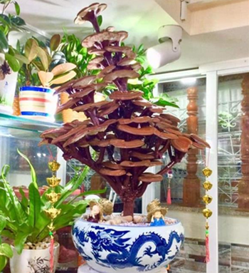 圖片關鍵詞 http://www.mushroommarket.net/file/upload/202001/19/10-34-15-66-283825.png