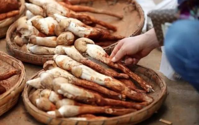 圖片關鍵詞 國家蘑菇地理:中國哪里的蘑菇最好吃?